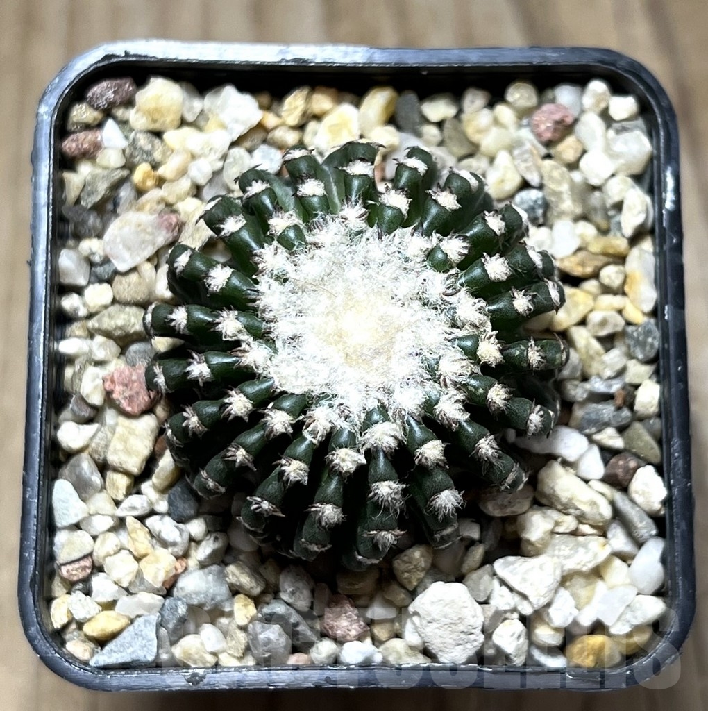 SHPR22898 Discocactus horstii - Image 2