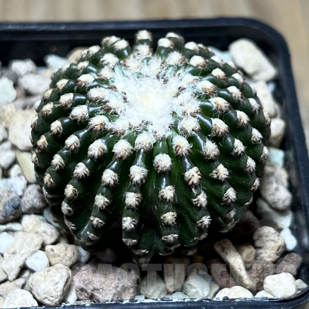 SHPR22899 Discocactus horstii