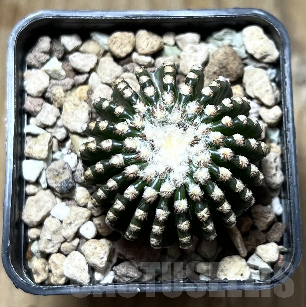 SHPR22899 Discocactus horstii - Image 2