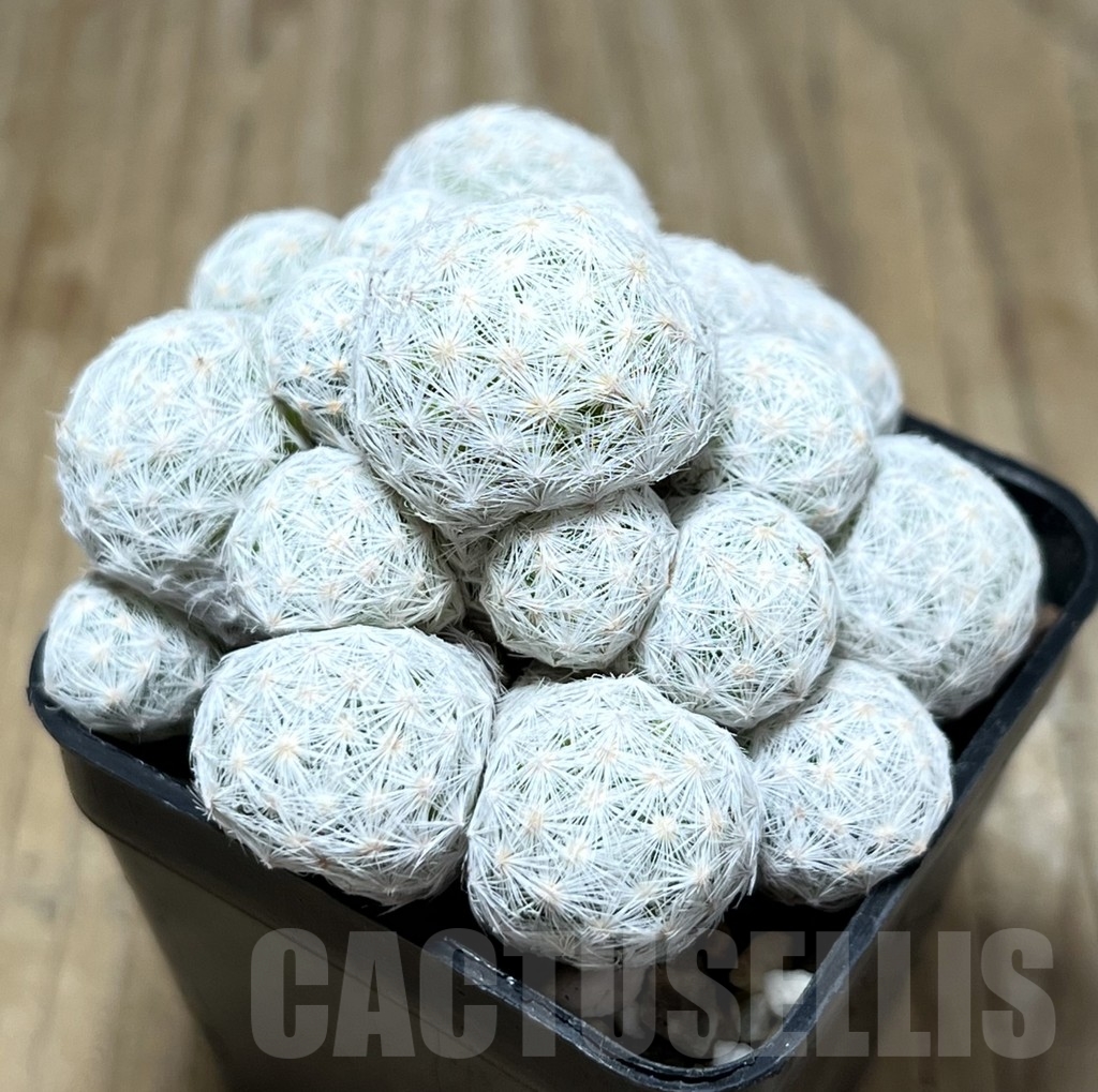 SHPR22900 Mammillaria humboldtii f. caespitosa