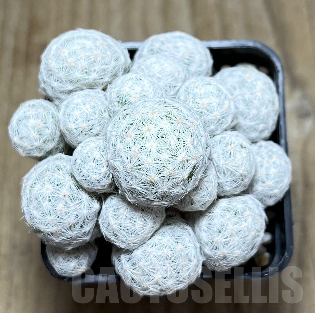 SHPR22900 Mammillaria humboldtii f. caespitosa - Image 2