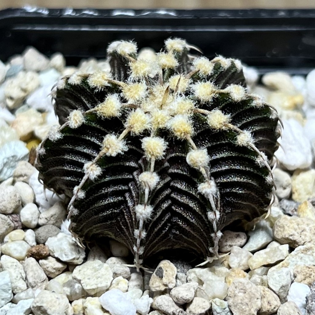 SHPR22901 Gymnocalycium friedrichii VOS 1241