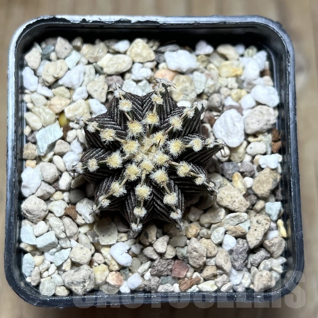 SHPR22901 Gymnocalycium friedrichii VOS 1241 - Image 2