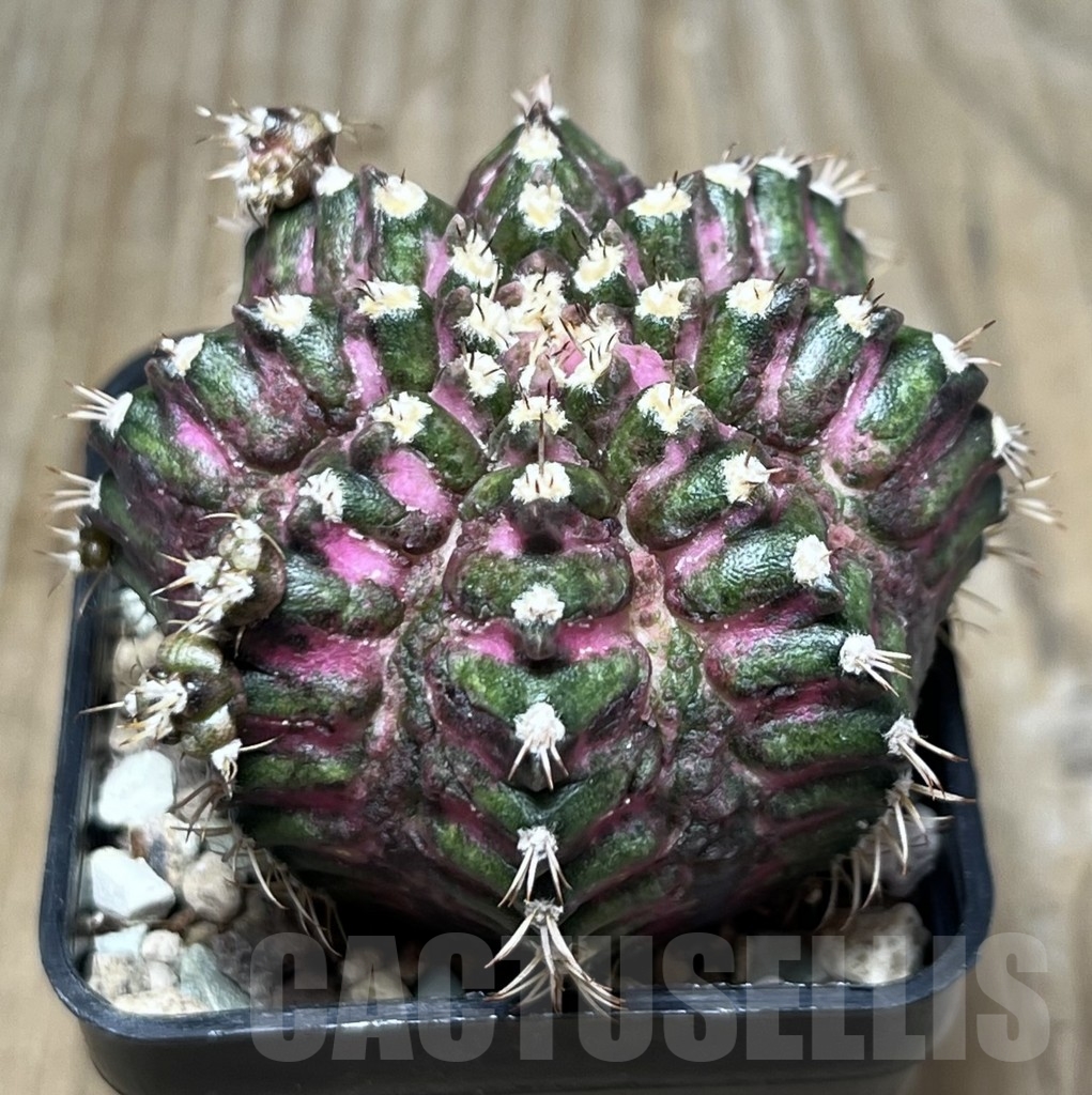 SHPR22904 Gymnocalycium mihanovichii ‘T-lux’, seedling