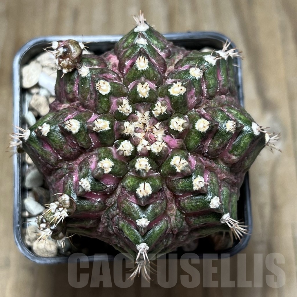 SHPR22904 Gymnocalycium mihanovichii ‘T-lux’, seedling - Image 2