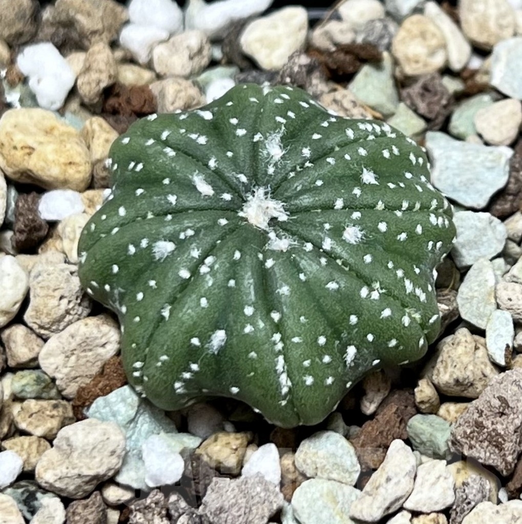 SHPR22908 Astrophytum asterias 'Star Shape'