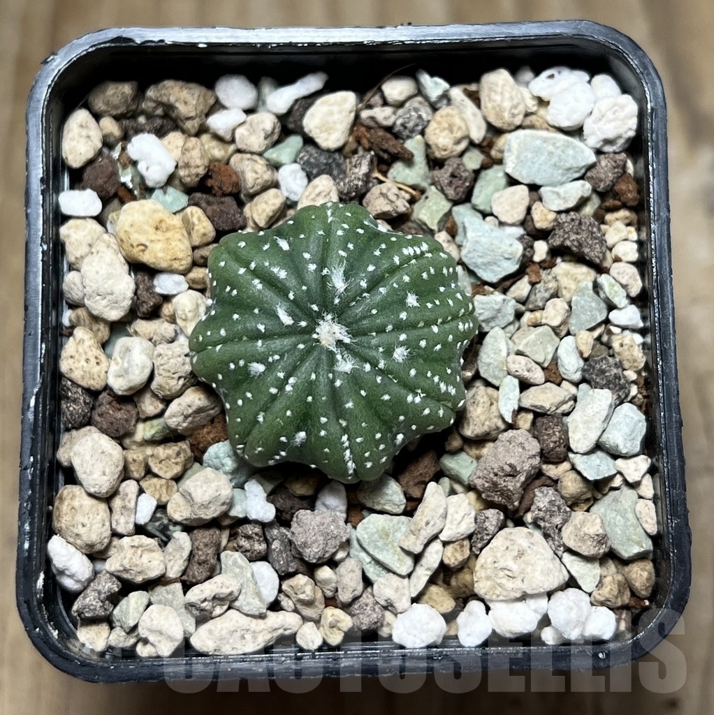 SHPR22908 Astrophytum asterias 'Star Shape' – Bild 2