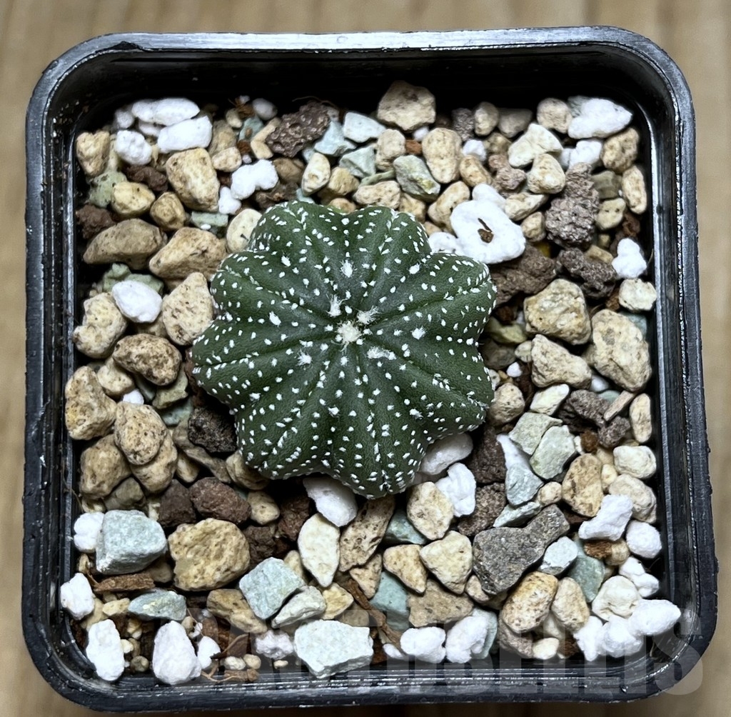 SHPR22909 Astrophytum asterias 'Star Shape' – Bild 2