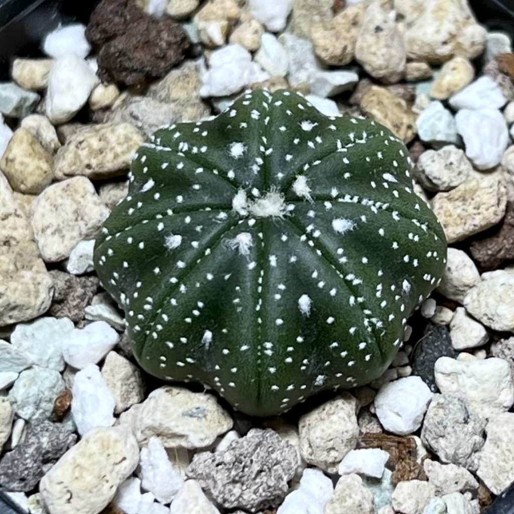 SHPR22910 Astrophytum asterias 'Star Shape'
