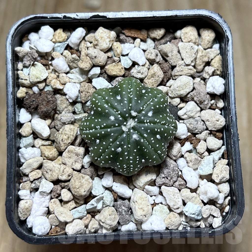 SHPR22910 Astrophytum asterias 'Star Shape' – Bild 2