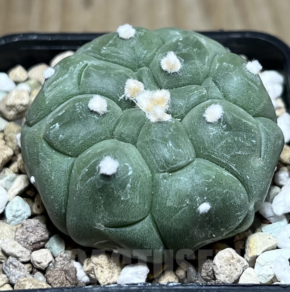 SHPR22911 Astrophytum asterias ‘Kikko’