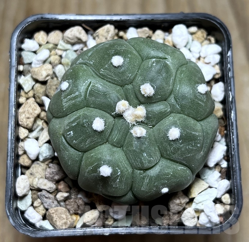 SHPR22911 Astrophytum asterias ‘Kikko’ – Image 2