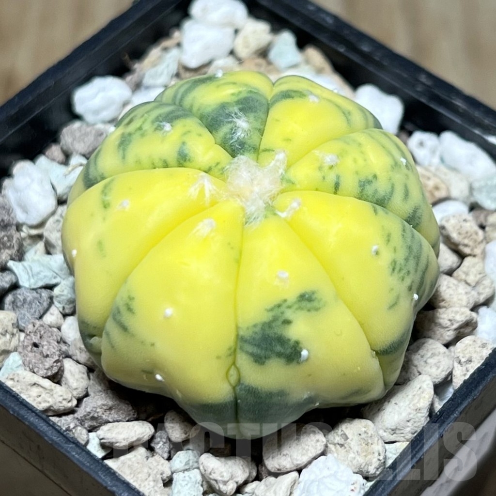 SHPR22917 Astrophytum asterias ‘Star Shape’ f. variegata