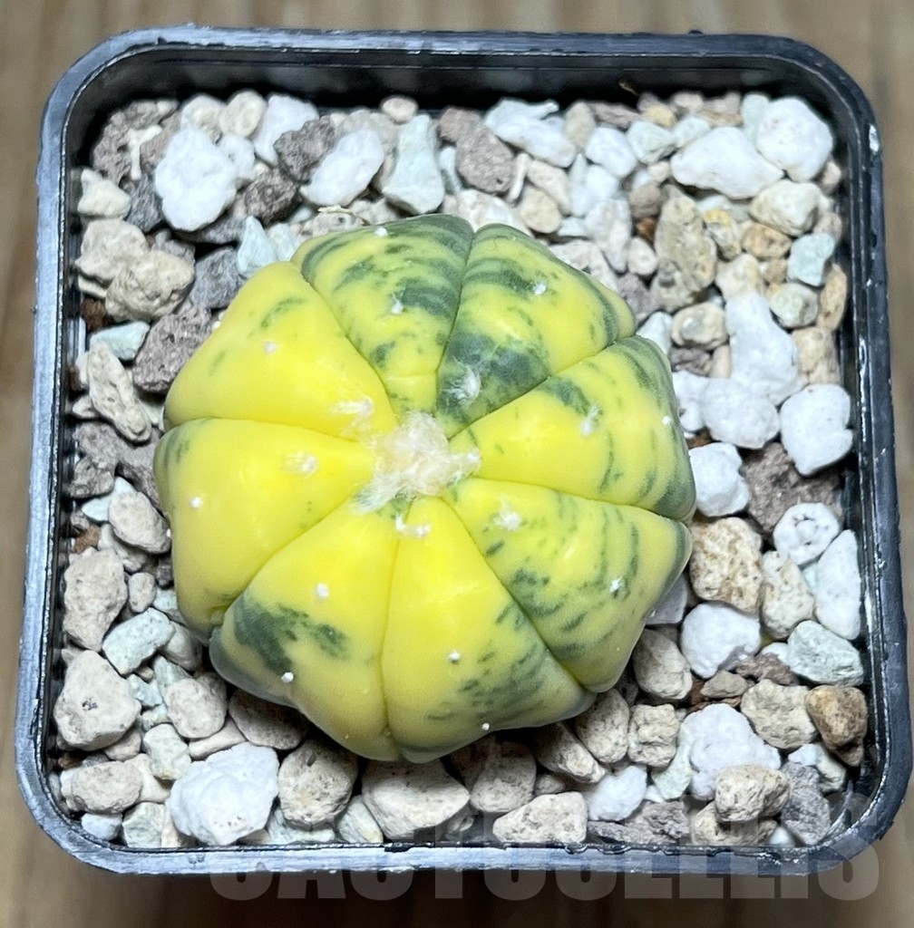 SHPR22917 Astrophytum asterias ‘Star Shape’ f. variegata - Imagen 2