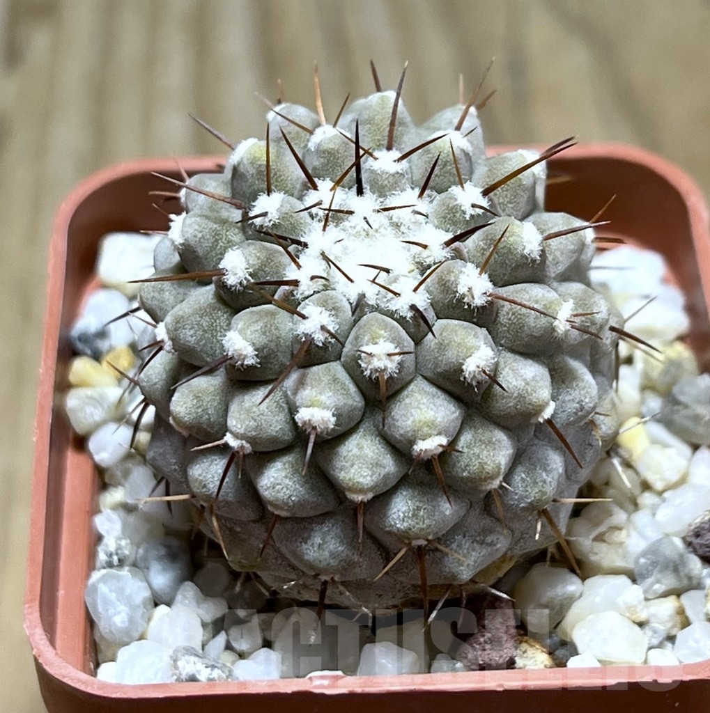 SHPR23099 Copiapoa cinerea v. columna-alba -Pan de Azucar-