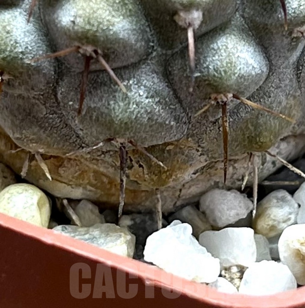 SHPR23099 Copiapoa cinerea v. columna-alba -Pan de Azucar- - Imagen 3