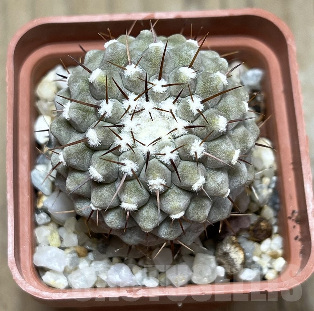 SHPR23099 Copiapoa cinerea v. columna-alba -Pan de Azucar- - Imagen 2