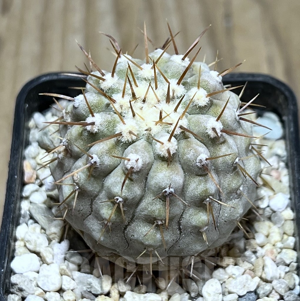 SHPR23100 Copiapoa cinerea v. columna-alba -Pan de Azucar-