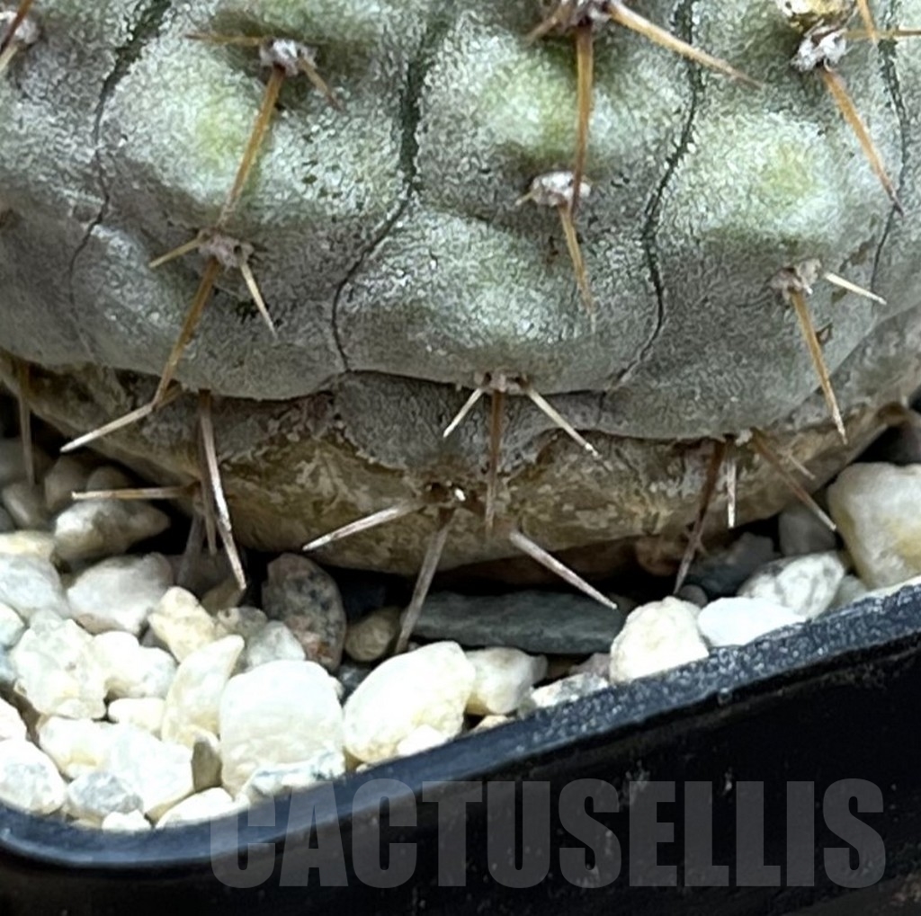 SHPR23100 Copiapoa cinerea v. columna-alba -Pan de Azucar- - Imagen 2
