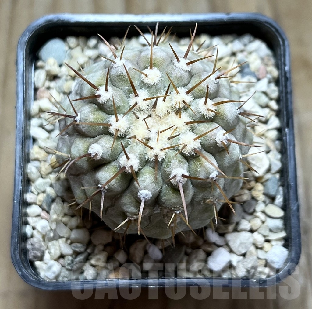 SHPR23100 Copiapoa cinerea v. columna-alba -Pan de Azucar- - Imagen 3