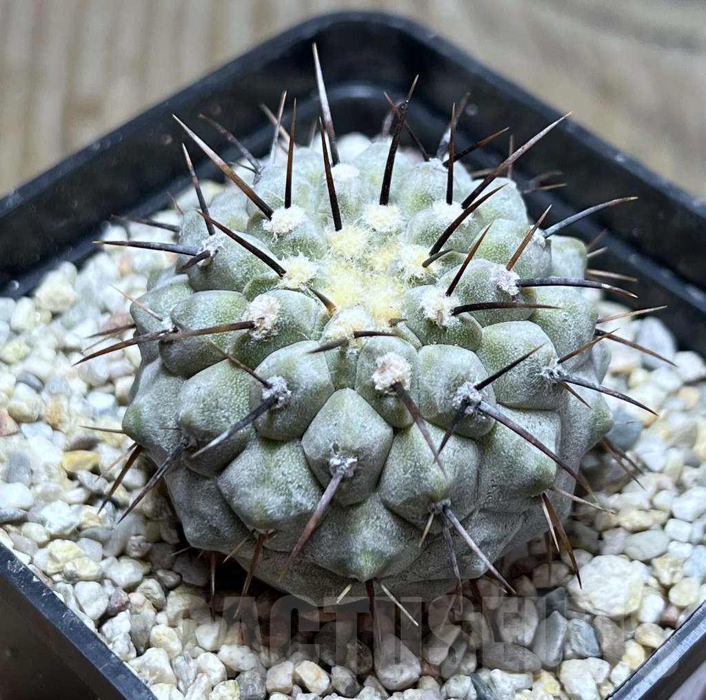 SHPR23101 Copiapoa cinerea v. columna-alba -Pan de Azucar-