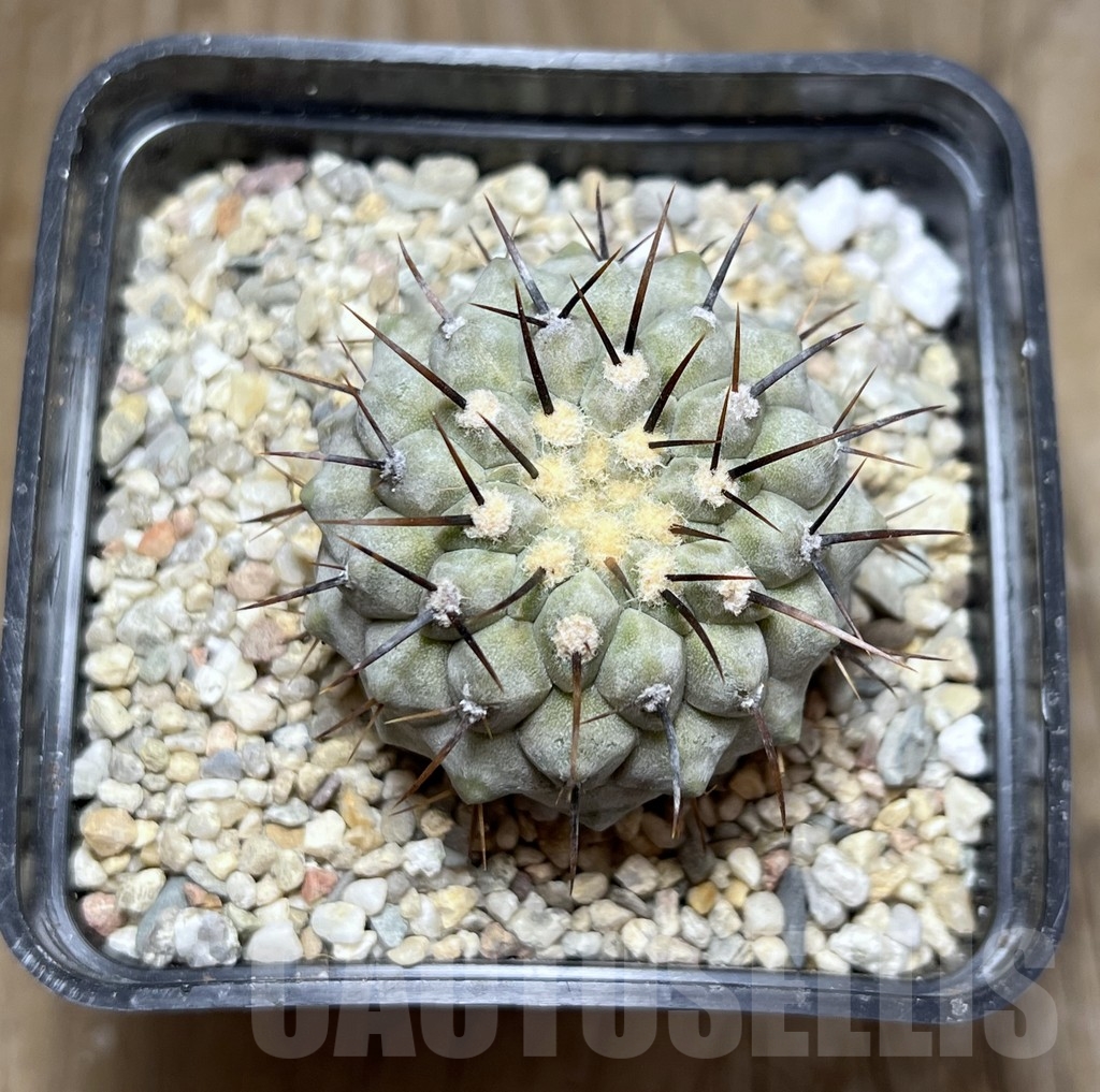 SHPR23101 Copiapoa cinerea v. columna-alba -Pan de Azucar- - Imagen 2