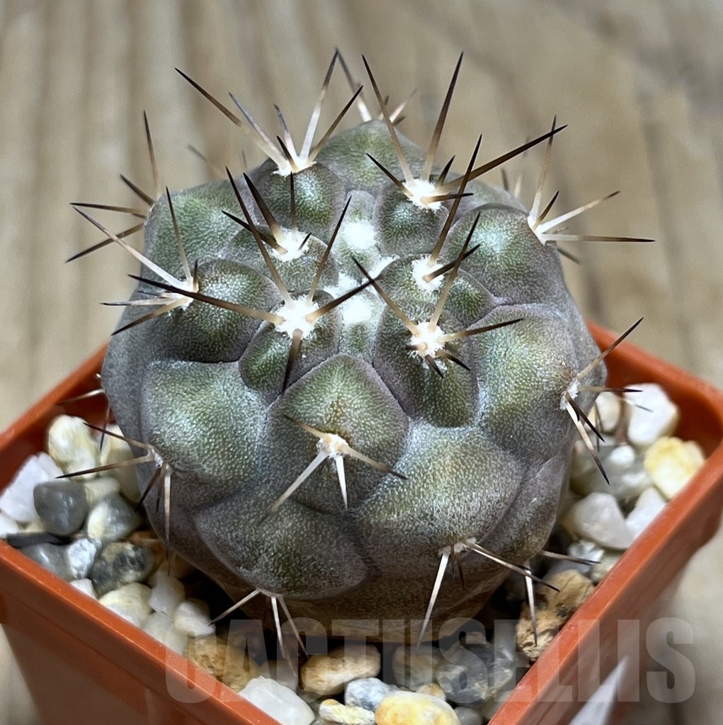 SHPR23102 Copiapoa cinerea