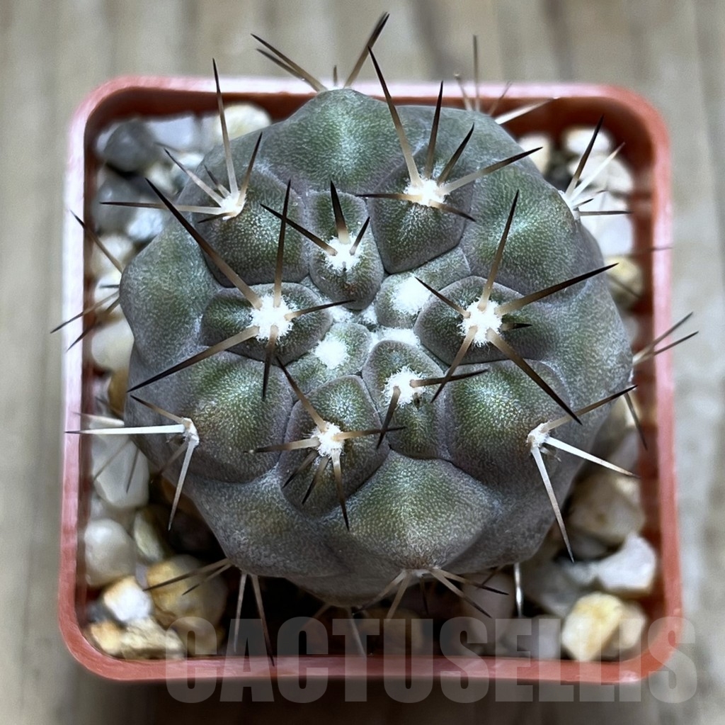 SHPR23102 Copiapoa cinerea - Imagen 2