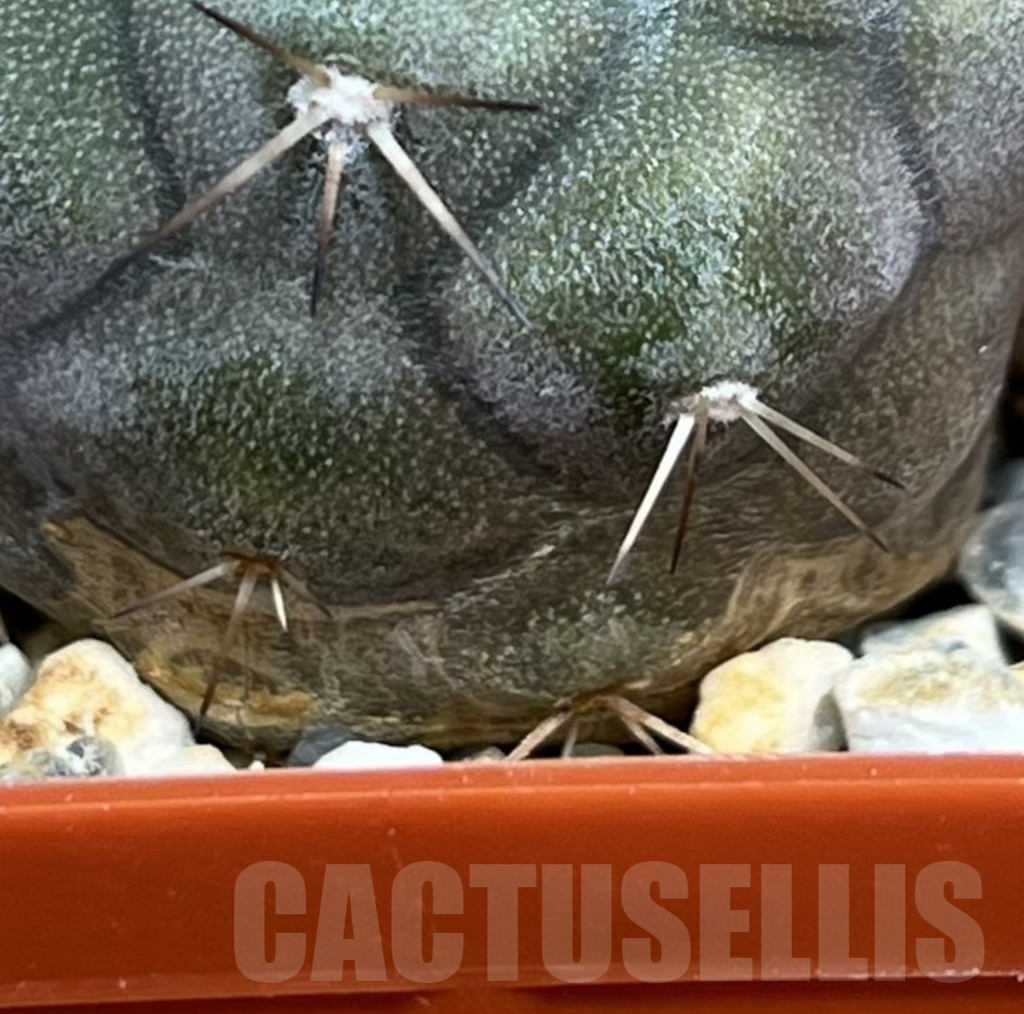 SHPR23102 Copiapoa cinerea - Imagen 3