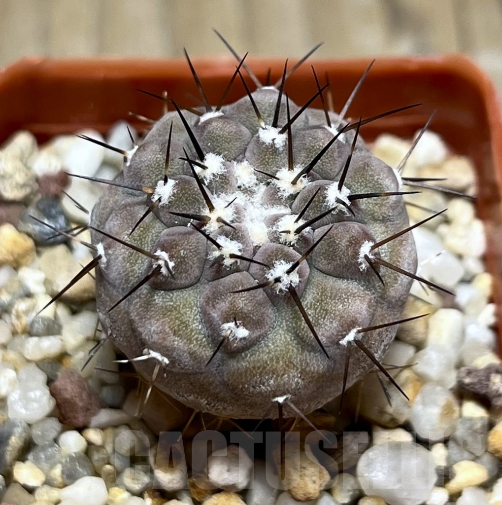 SHPR23106 Copiapoa cinerea v. columna-alba – Cactus-online