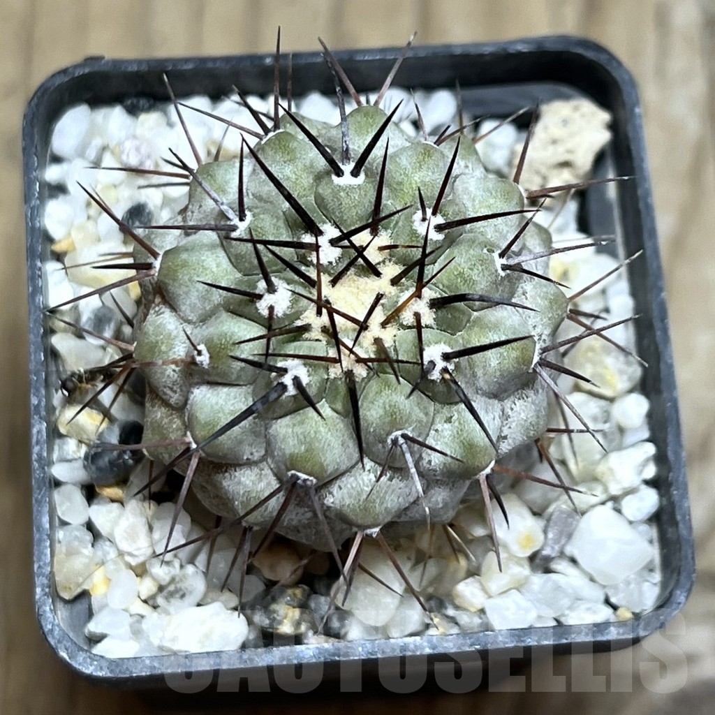 SHPR23108 Copiapoa cinerea v. columna-alba CS 29 (M.G. 83.77