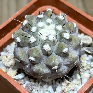 SHPR23116 Copiapoa cinerea v. columna-alba – Cactus-online