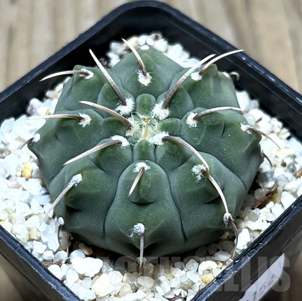 SHPR23154 Gymnocalycium vatteri 1-spines