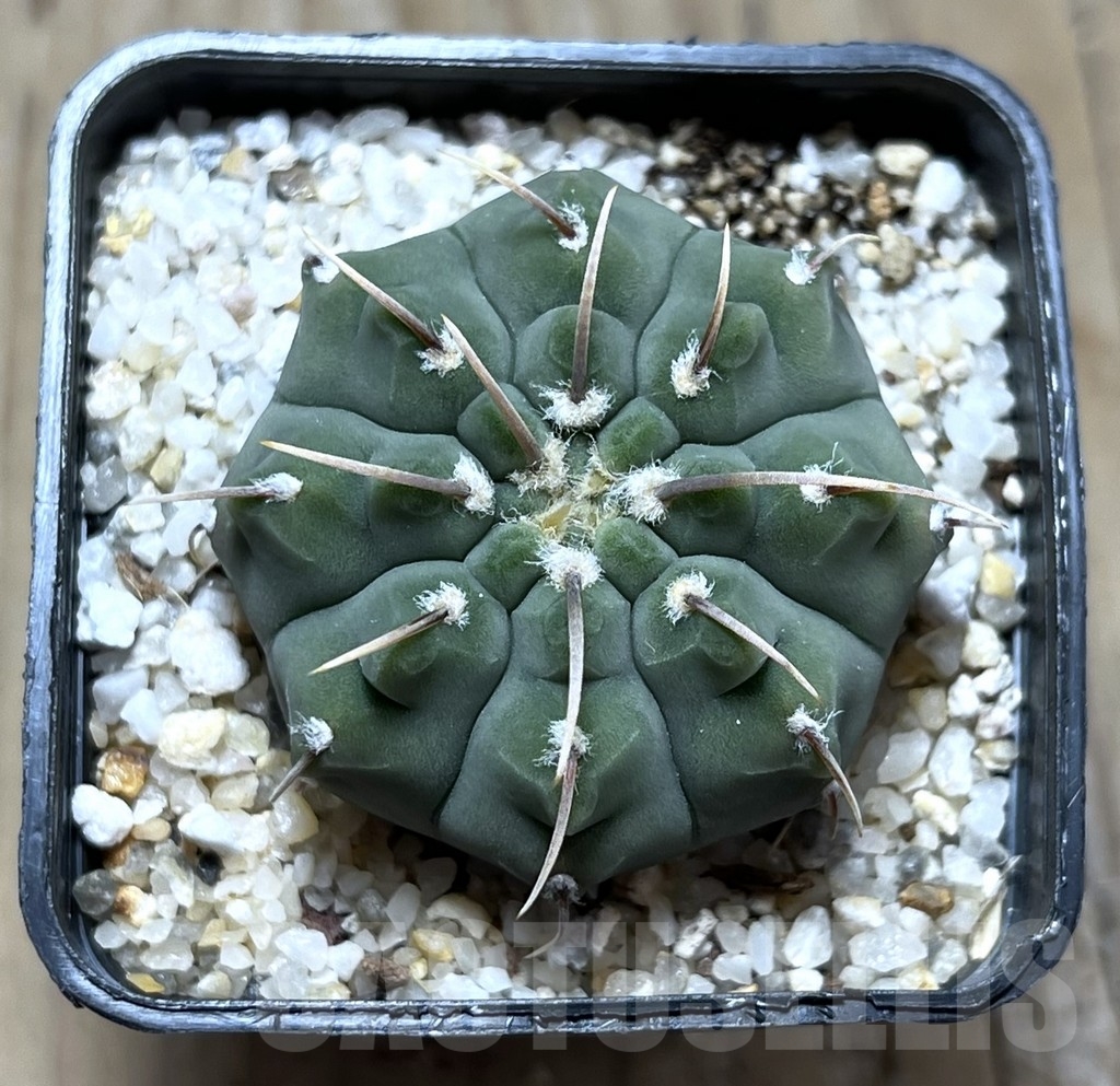 SHPR23154 Gymnocalycium vatteri 1-spines - Image 2