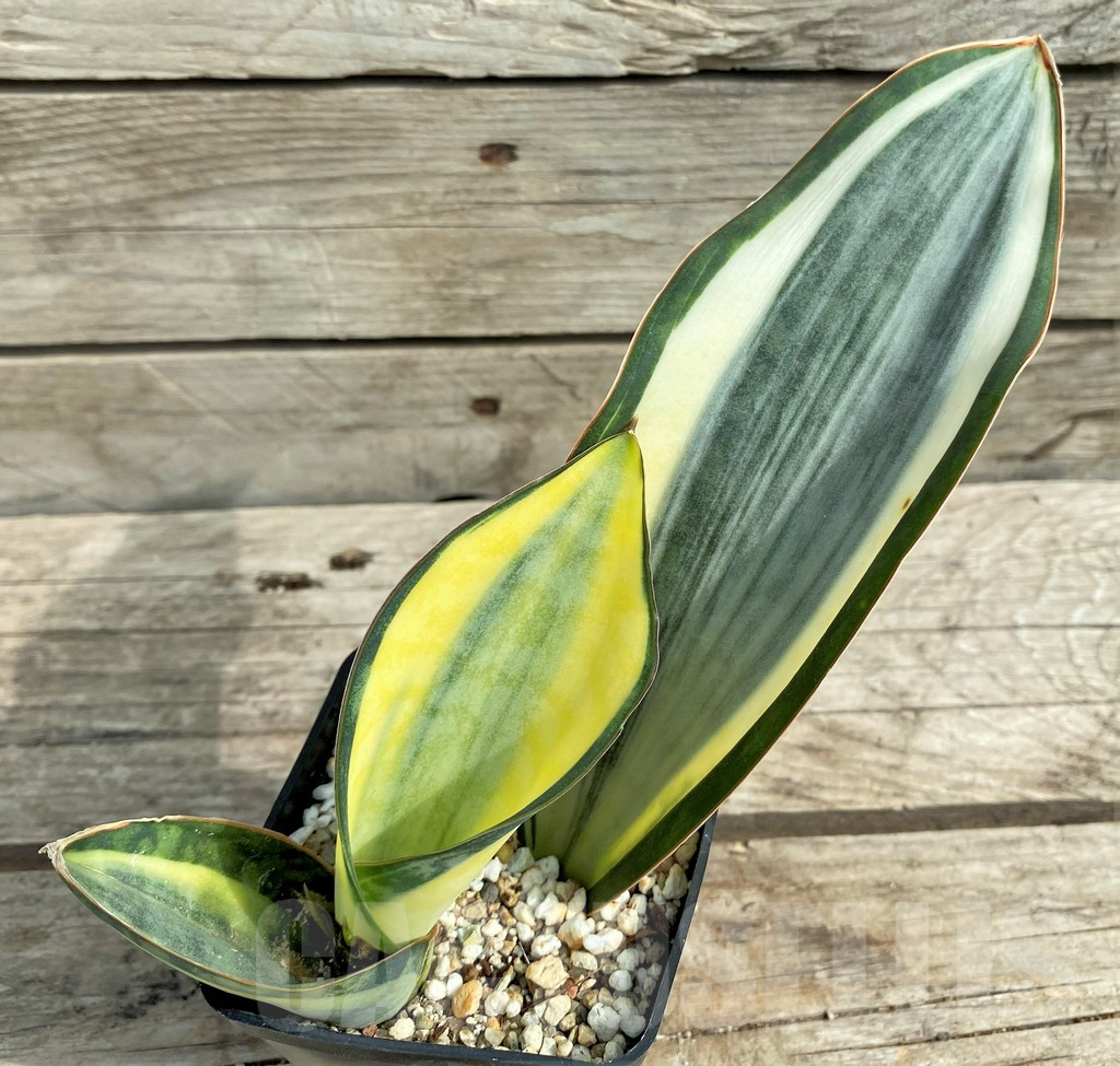 SHPR22068 Sansevieria 'Masoniana' f. variegata - 画像 (2)