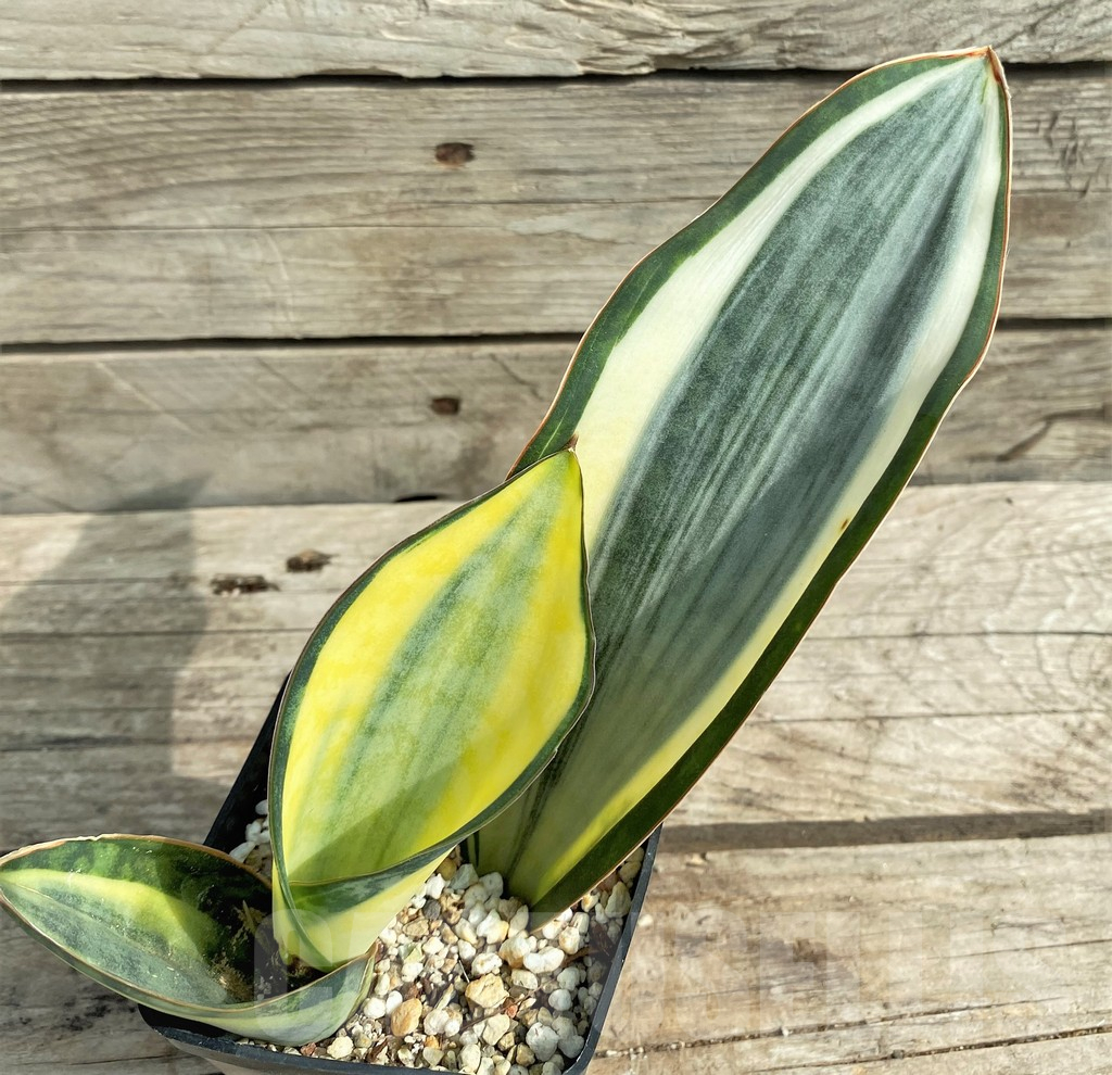 SHPR22068 Sansevieria 'Masoniana' f. variegata