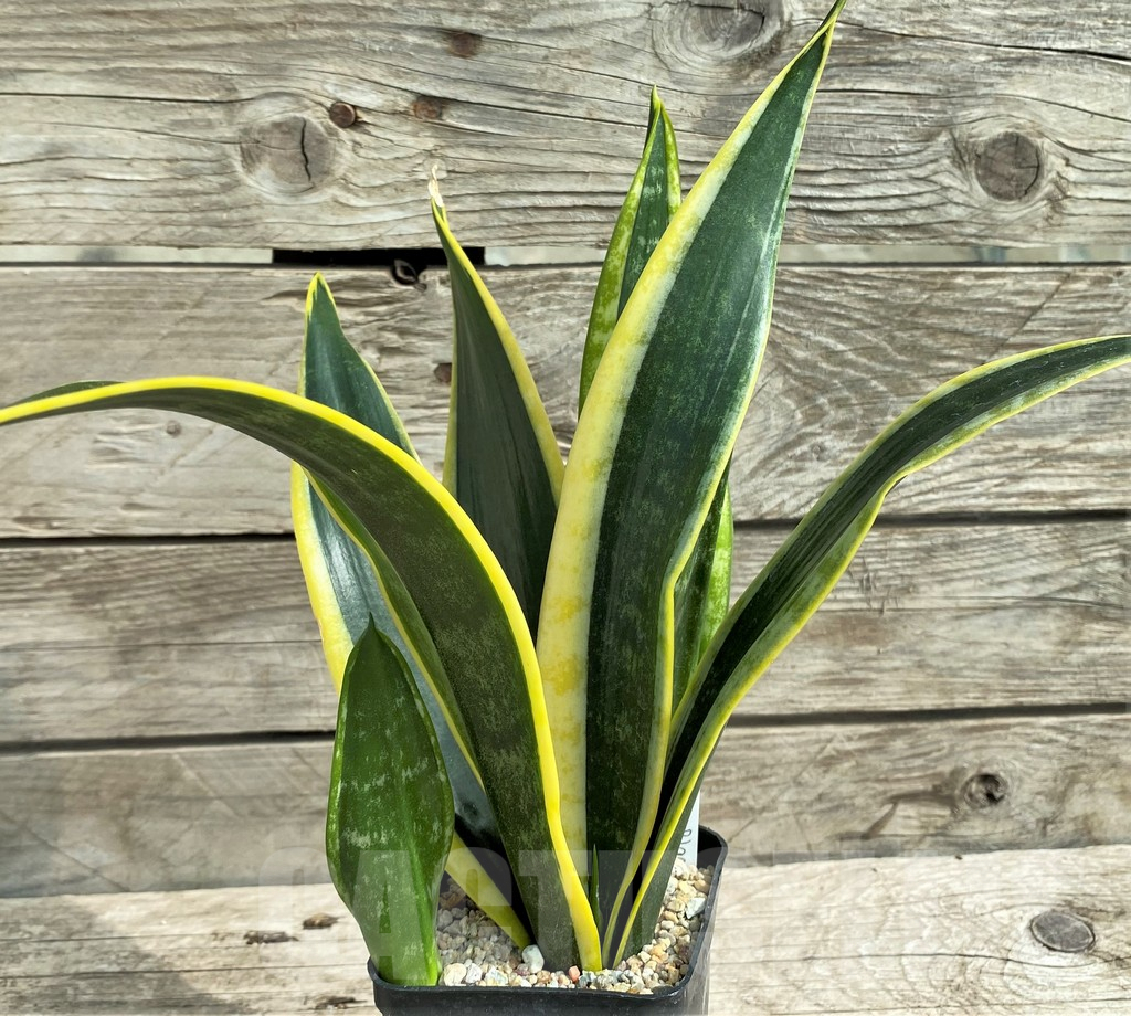 SHPR30319 Sansevieria 'Black Gold' - immagine 2