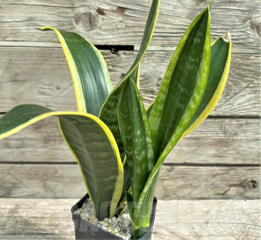SHPR30319 Sansevieria 'Black Gold'