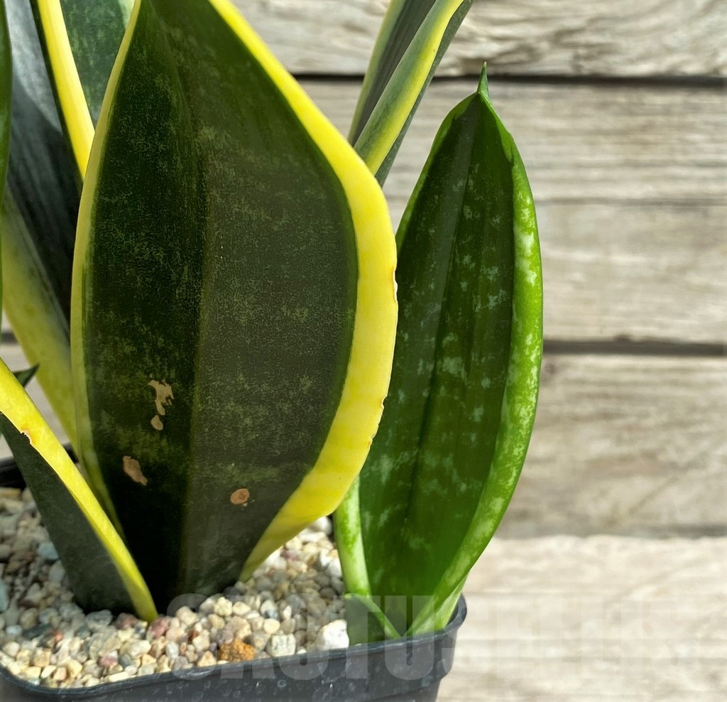 SHPR30319 Sansevieria 'Black Gold' - immagine 3
