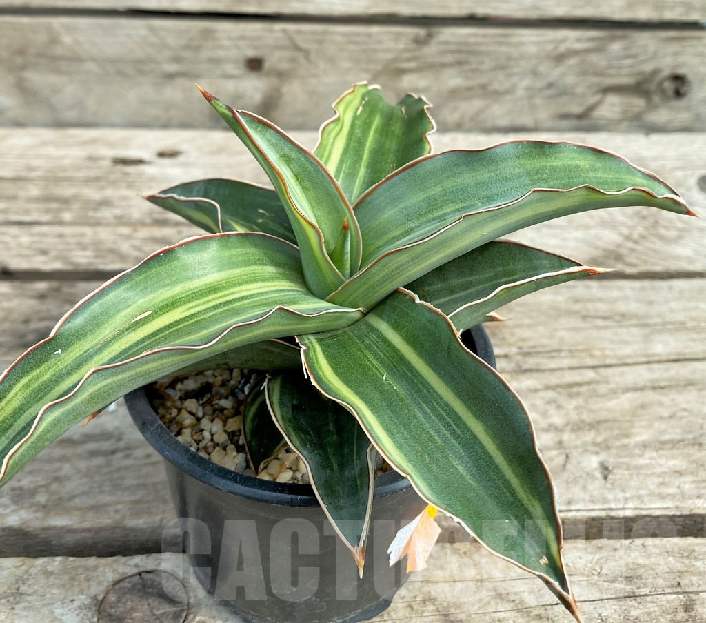 SHPR9305 Sansevieria ‘Blue leaf’ variegated