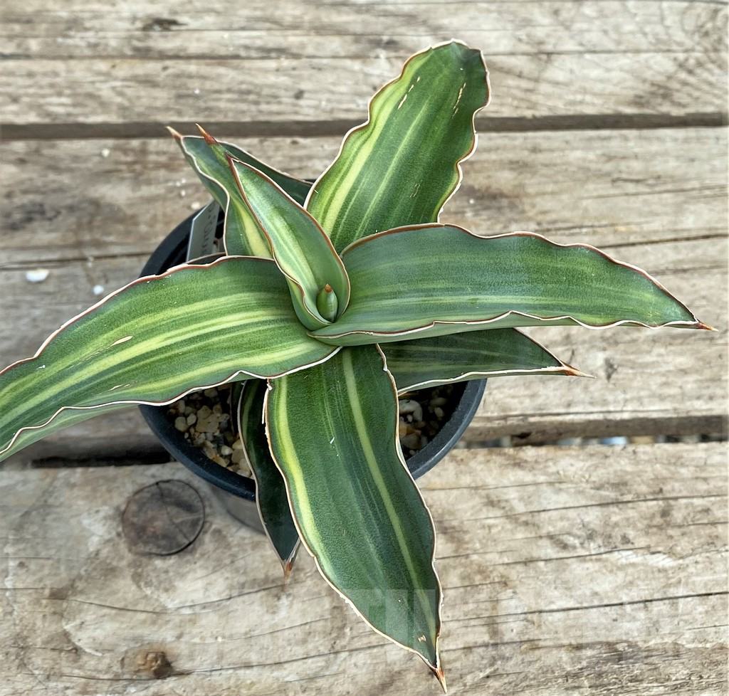 SHPR9305 Sansevieria ‘Blue leaf’ variegated - Image 2