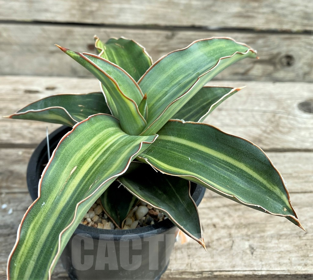 SHPR9305 Sansevieria ‘Blue leaf’ variegated - Image 3
