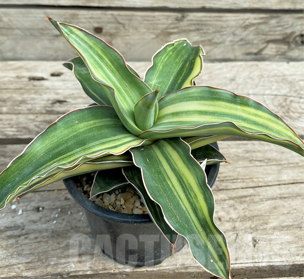SHPR9307 Sansevieria ‘Blue leaf’ variegated