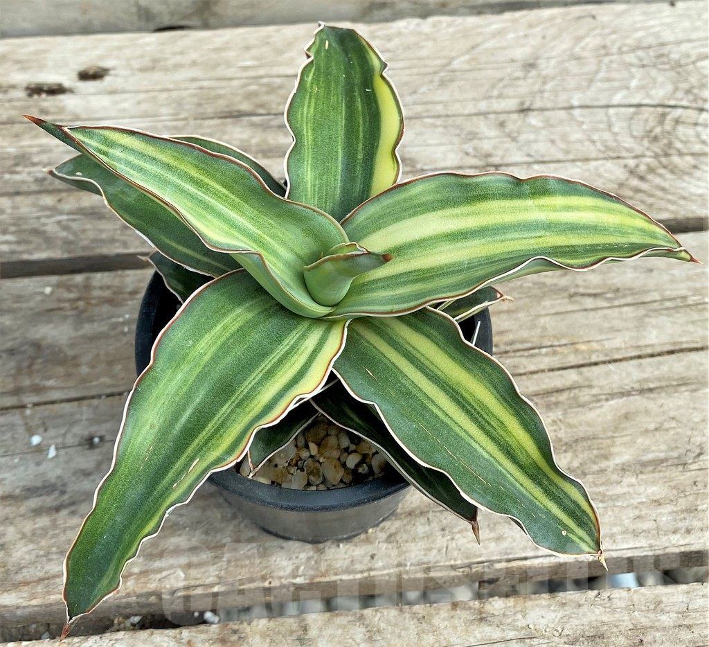 SHPR9307 Sansevieria ‘Blue leaf’ variegated - Obrázek 2