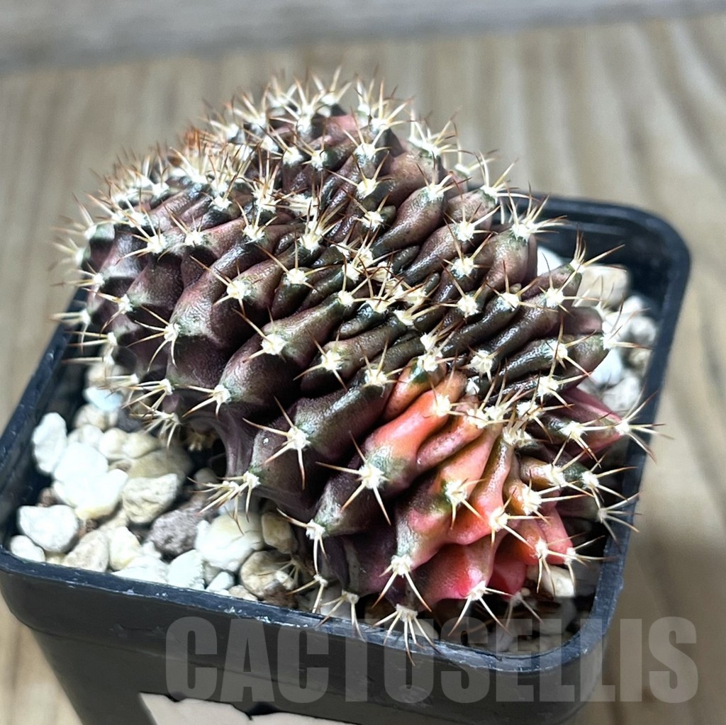 SHPR22406 Gymnocalycium mihanovichii f. variegata cristata