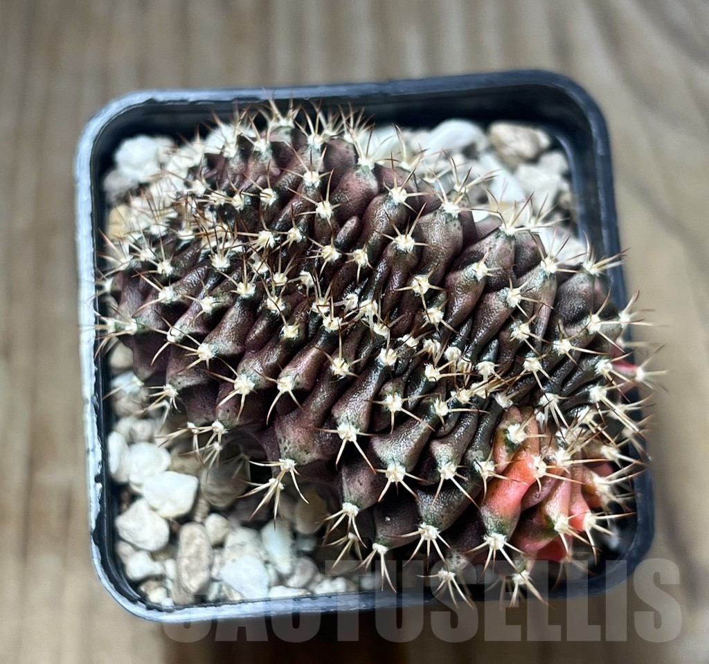 SHPR22406 Gymnocalycium mihanovichii f. variegata cristata - Imagen 2