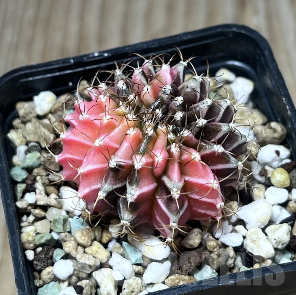 SHPR23329 Gymnocalycium mihanovichii f. variegata cristata