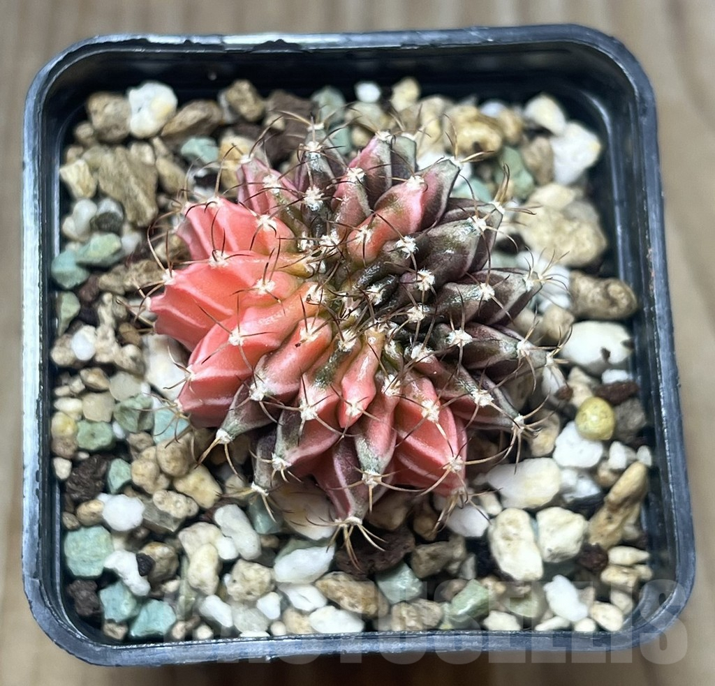 SHPR23329 Gymnocalycium mihanovichii f. variegata cristata - Imagen 2