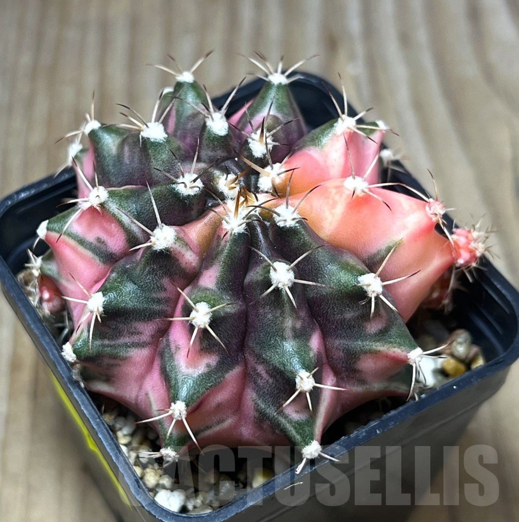 SHPR26854 Gymnocalycium mihanovichii 'Orange Moon'