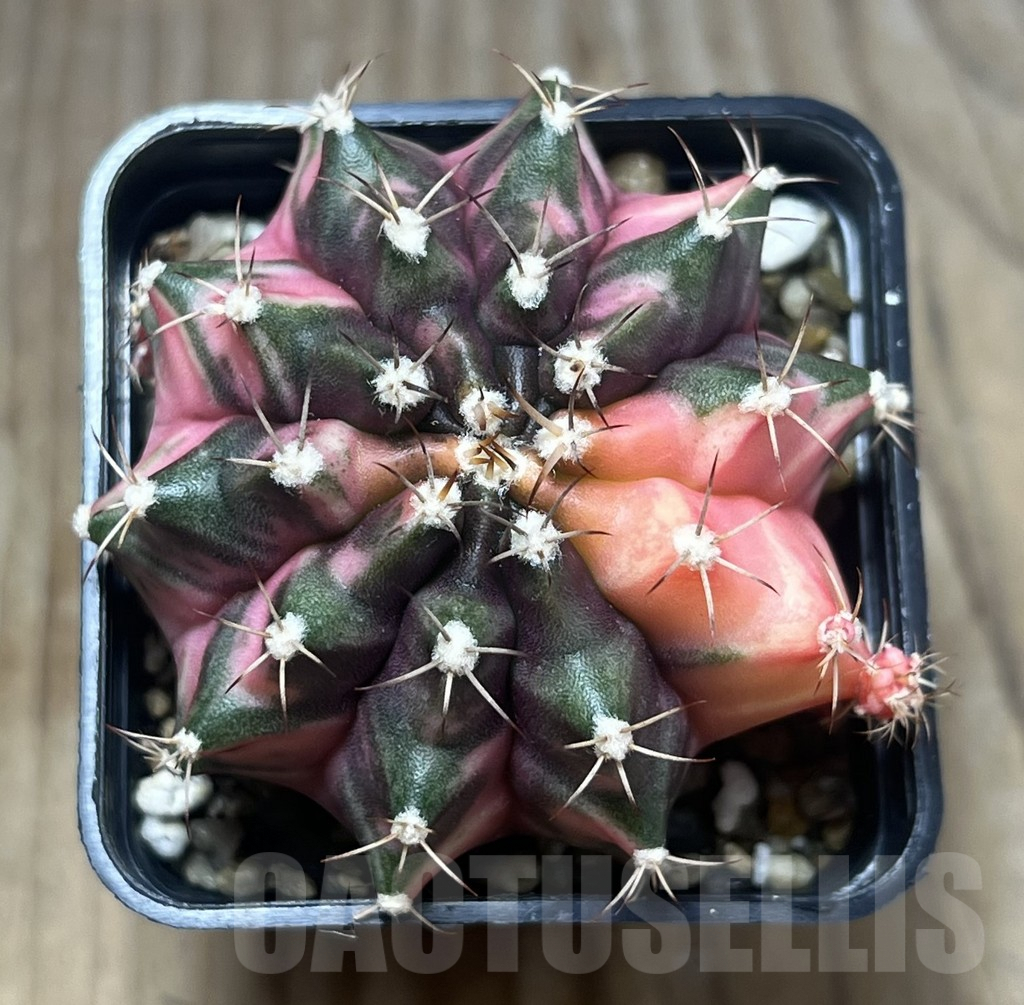 SHPR26854 Gymnocalycium mihanovichii 'Orange Moon' - Зображення 2